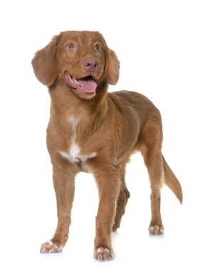 Nova Scotia Duck Tolling Retriever