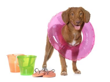 Nova Scotia Duck Tolling Retriever beach için hazır