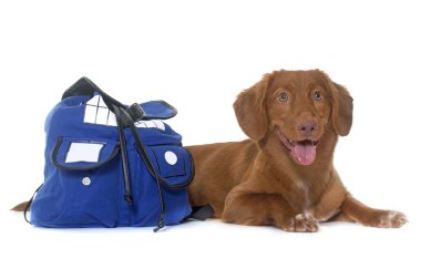 Nova Scotia Duck Tolling Retriever çantalı