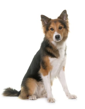 Studio kenar kömür ocağı