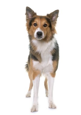 Studio kenar kömür ocağı