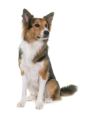 Studio kenar kömür ocağı