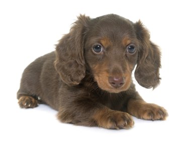 köpek yavrusu dachshund Studio