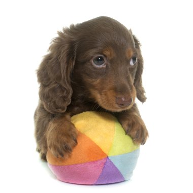 köpek yavrusu dachshund Studio