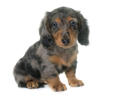 köpek yavrusu dachshund Studio