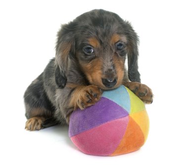 köpek yavrusu dachshund Studio