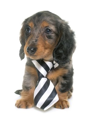 köpek yavrusu dachshund Studio