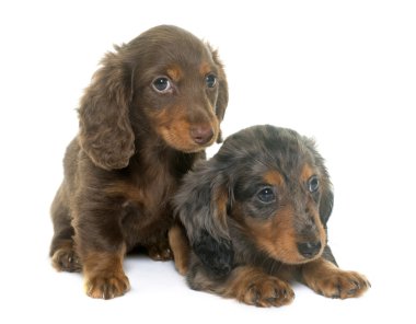 kukla dachshund Studio