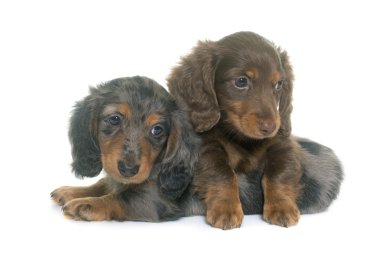 kukla dachshund Studio