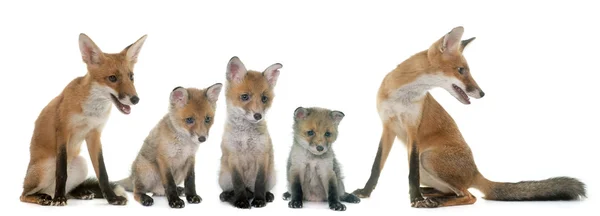 Fox family in studio — Stock Photo, Image