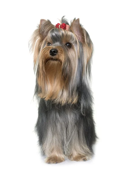 Młody yorkshire terrier — Zdjęcie stockowe