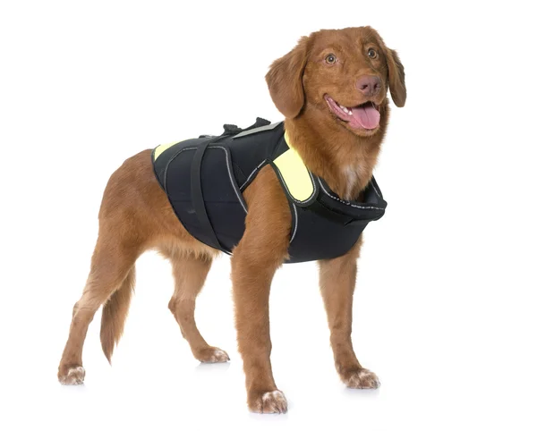 Nova Scotia Duck Tolling Retriever y chaqueta de rescate — Foto de Stock