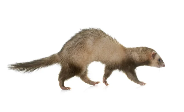 Ferret in studio — Stock Photo, Image