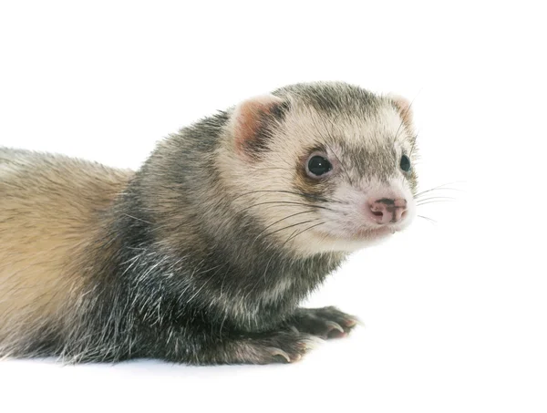 Ferret in studio — Stockfoto