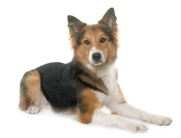 Border collie in studio — Stockfoto