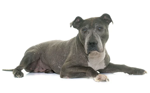 Alter Pitbull im Atelier — Stockfoto