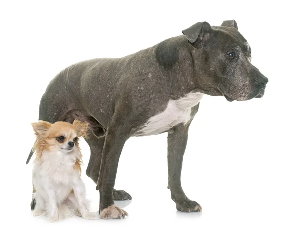 Old pitbull and chihuahua — Stock Photo, Image