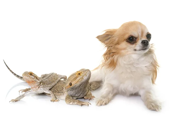 Pogona vitticeps and chihuahua — Stock Photo, Image