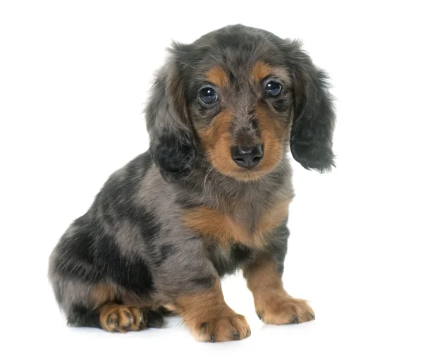 Puppy dachshund di studio — Stok Foto