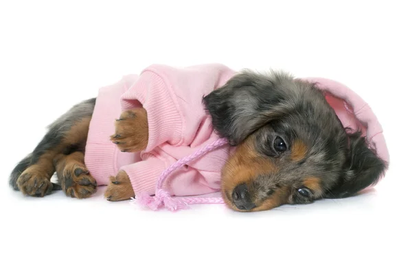 Puppy dachshund  in studio — Stock Photo, Image