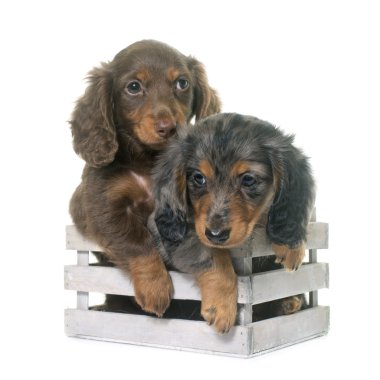 kukla dachshund Studio
