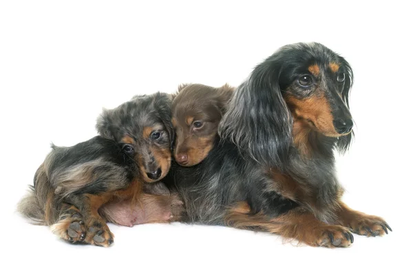 Tres salchichas en el estudio — Foto de Stock