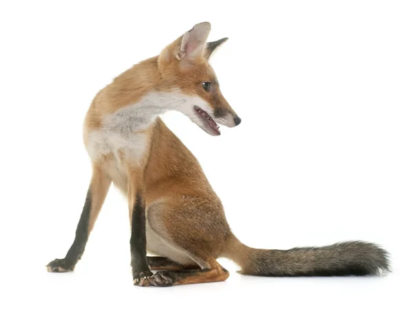 Fox in studio — Stock Photo, Image