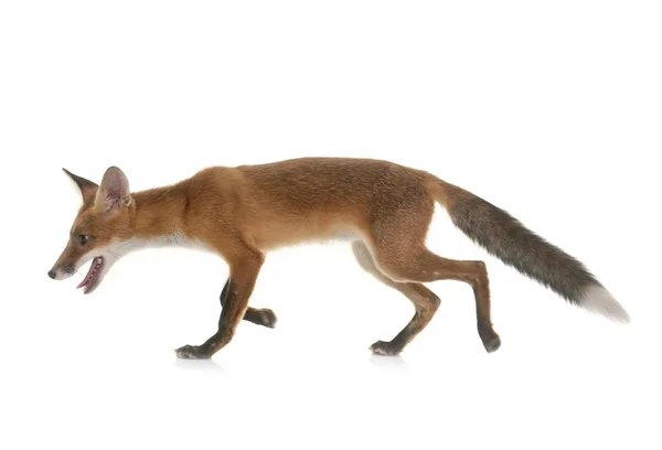 Fox in studio — Stockfoto