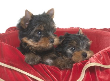 Genç yorkshire korkunç