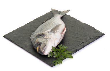 Yaldızlı kafalı çipura Studio