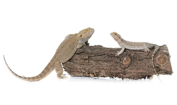 Pogona vitticeps on log — Stock Photo, Image