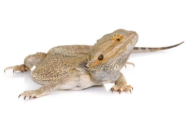 Pogona vitticeps w studio — Zdjęcie stockowe