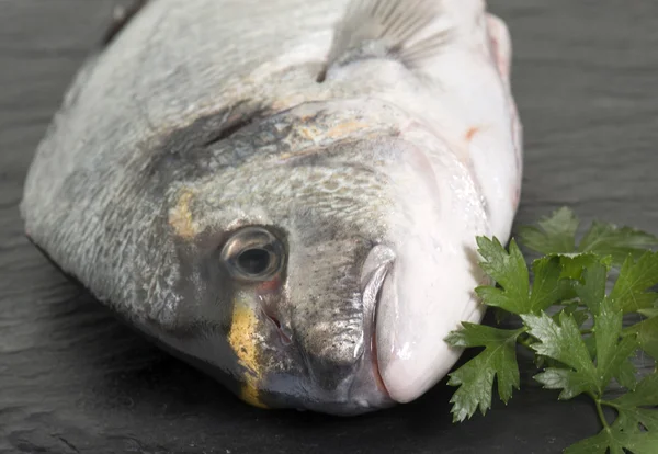 Gilt-cabeça bream no estúdio — Fotografia de Stock