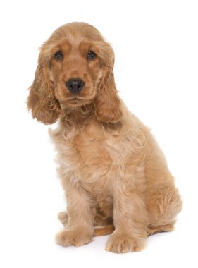 yavru cocker spaniel