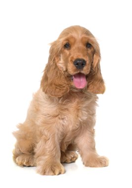 yavru cocker spaniel