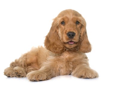 yavru cocker spaniel