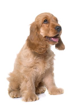 yavru cocker spaniel