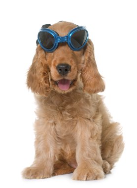 yavru cocker spaniel