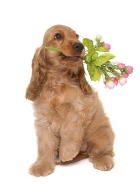 yavru cocker spaniel