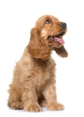 yavru cocker spaniel