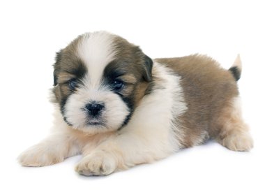 shih tzu Puppy
