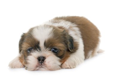 shih tzu Puppy