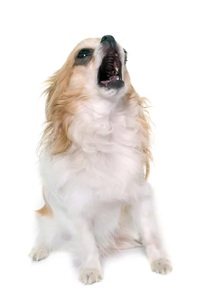 Howling chihuahua in studio — Stock Photo, Image