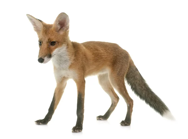 Bir piliç yemek fox — Stok fotoğraf