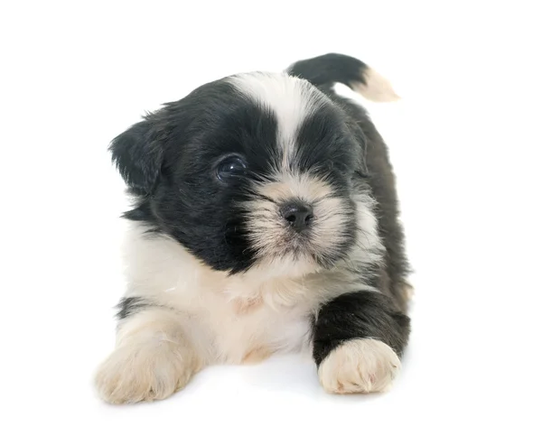 Cachorro Shih Tzu — Foto de Stock