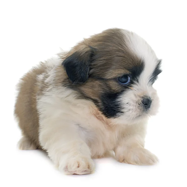 Szczeniak shih tzu — Zdjęcie stockowe