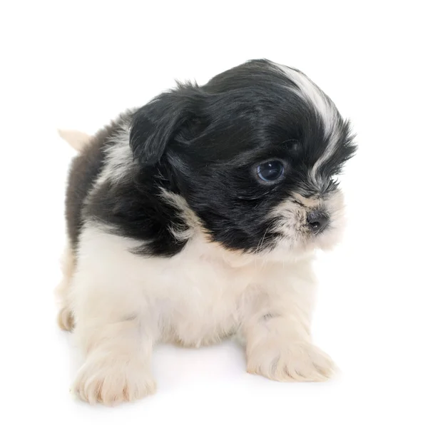 Shih tzu Puppy — Stok fotoğraf