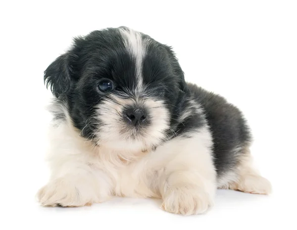 Shih-tzu kiskutya — Stock Fotó