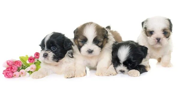 Cachorros shih tzu —  Fotos de Stock