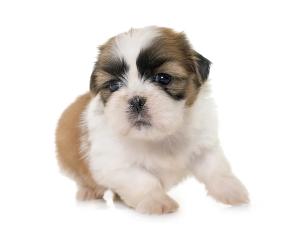 Shih-tzu kiskutya — Stock Fotó